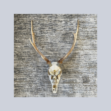 Load image into Gallery viewer, “Emerald Phoenix” | Adorned Antlers | Lisa Hoskins