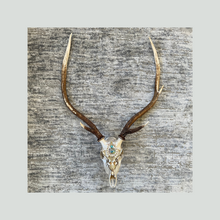 Load image into Gallery viewer, ‘Waewae Pēpi’ | Adorned Antlers | Lisa Hoskins