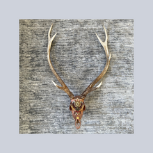 Load image into Gallery viewer, ‘Drakoni’ | Adorned Antlers | Lisa Hoskins
