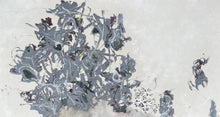 Load image into Gallery viewer, ‘Chatham Island Forget Me Not’ | Stretched Canvas | Tania Dally
